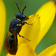 Una abeja del género Hylaeus, ahora protegida. Imagen: Line Sabroe / Flickr